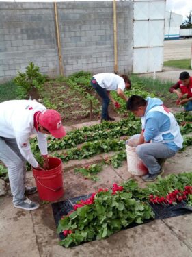 huertos familiares